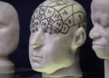 A phrenology model used by the slave owner Dr Charles Caldwell, held by the university. ‘Edinburgh’s report points to the university’s historic role as a “haven” for racist thinkers.’ Photograph: Jeremy Sutton-Hibbert/The Guardian