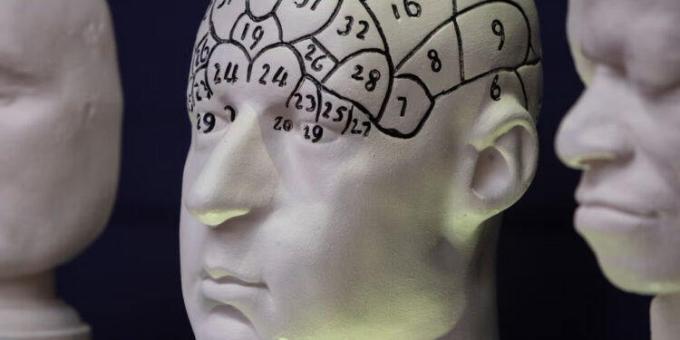 A phrenology model used by the slave owner Dr Charles Caldwell, held by the university. ‘Edinburgh’s report points to the university’s historic role as a “haven” for racist thinkers.’ Photograph: Jeremy Sutton-Hibbert/The Guardian
