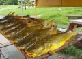 Catfish on display at a market