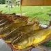Catfish on display at a market