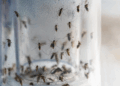 Mosquitoes are seen inside a mosquito trap tube, June 15, 2023. /VCG