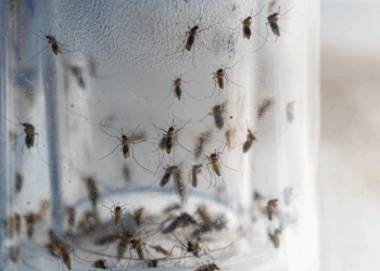 Mosquitoes are seen inside a mosquito trap tube, June 15, 2023. /VCG