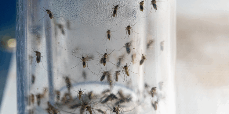 Mosquitoes are seen inside a mosquito trap tube, June 15, 2023. /VCG