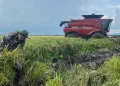 A Vietnamese farmer is still an unusual sight in the rice fields of Cuba