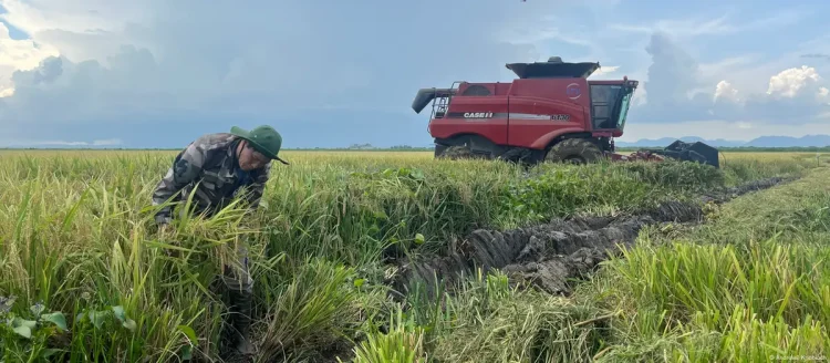 A Vietnamese farmer is still an unusual sight in the rice fields of Cuba