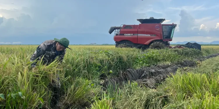 A Vietnamese farmer is still an unusual sight in the rice fields of Cuba