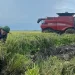 A Vietnamese farmer is still an unusual sight in the rice fields of Cuba