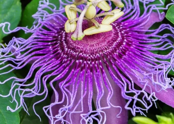 Passionflower