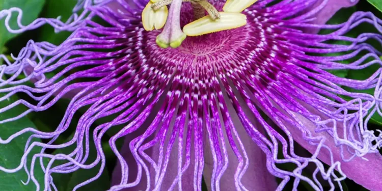 Passionflower