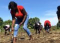 UN Haiti/Daniel Dickinson Members of a farming association in Jérémie plant black beans.