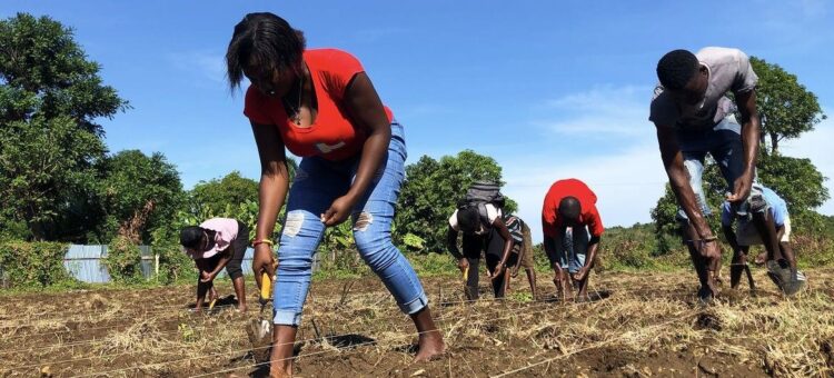 UN Haiti/Daniel Dickinson Members of a farming association in Jérémie plant black beans.