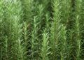 Rosemary ( Rosmarinus officinalis ) is the aromatic herb native to the Mediterranean (Getty)