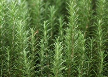 Rosemary ( Rosmarinus officinalis ) is the aromatic herb native to the Mediterranean (Getty)