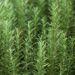 Rosemary ( Rosmarinus officinalis ) is the aromatic herb native to the Mediterranean (Getty)