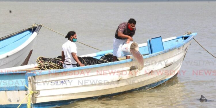 Carli Bay fisherman discard spoilt catch. - File photo
