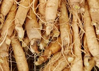 Ginseng