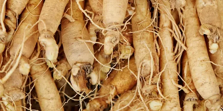 Ginseng