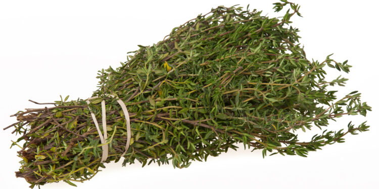 Thyme (Wikipedia photo)