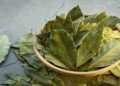 bay leaves