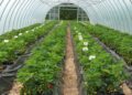 Growing Strawberries under Greenhouse conditions