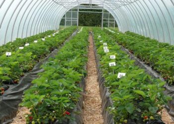 Growing Strawberries under Greenhouse conditions
