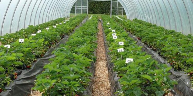Growing Strawberries under Greenhouse conditions