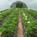 Growing Strawberries under Greenhouse conditions