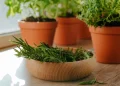 Lithiumphoto/Shutterstock
