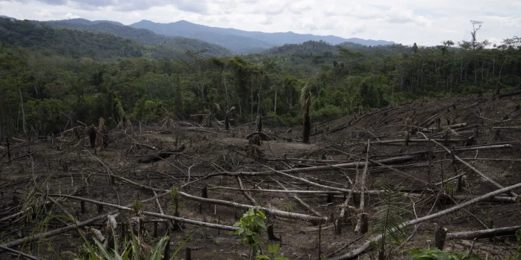 Cut down trees lie within view of the Cordillera Azul National Park, seen in the background near Chambira community, in Peru’s Amazon, Oct. 3, 2022. (AP Photo/Martin Mejia, File)