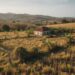 JAMAICA'S Food Security Crisis: When Demographic Winter Meets Farm-Workers Drought