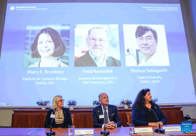 Portraits of the 2025 Nobel Prize in Physiology or Medicine laureates Mary E. Brunkow (L), Fred Ramsdell (C) and Shimon Sakaguchi are shown on a screen during the announcement of the prize at the Karolinska Institute in Stockholm, Sweden, on Oct. 6, 2025. Mary E. Brunkow, Fred Ramsdell, and Shimon Sakaguchi were awarded the 2025 Nobel Prize in Physiology or Medicine on Monday for their discoveries concerning peripheral immune tolerance, the Nobel Assembly at Sweden's Karolinska Institute announced. (Xinhua/Peng Ziyang)