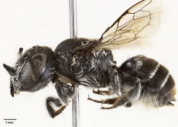 The Megachile lucifer bee species.Kit S. Prendergast; Joshua W. Campbell