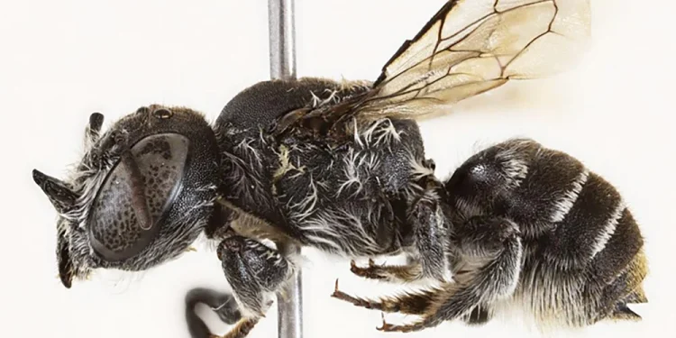 The Megachile lucifer bee species.Kit S. Prendergast; Joshua W. Campbell