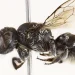 The Megachile lucifer bee species.Kit S. Prendergast; Joshua W. Campbell