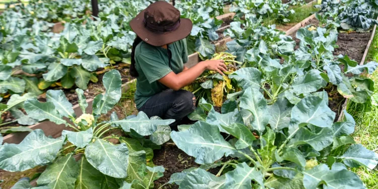 A farmer harvesting her crop