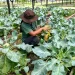 A farmer harvesting her crop