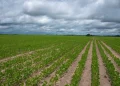 Corn and soya field