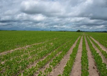Corn and soya field