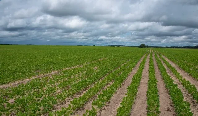 Corn and soya field