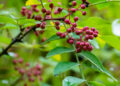 Red berries of Zanthoxylum americanum, Prickly ash a spiny tree with prickly branches. Close-up in natural sunligh. Nature concept for design
