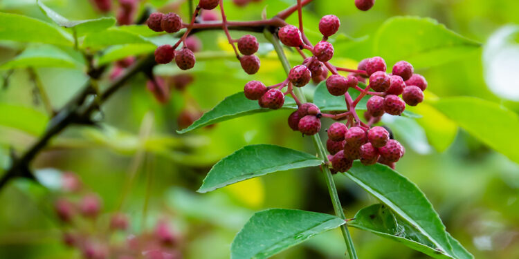 Red berries of Zanthoxylum americanum, Prickly ash a spiny tree with prickly branches. Close-up in natural sunligh. Nature concept for design