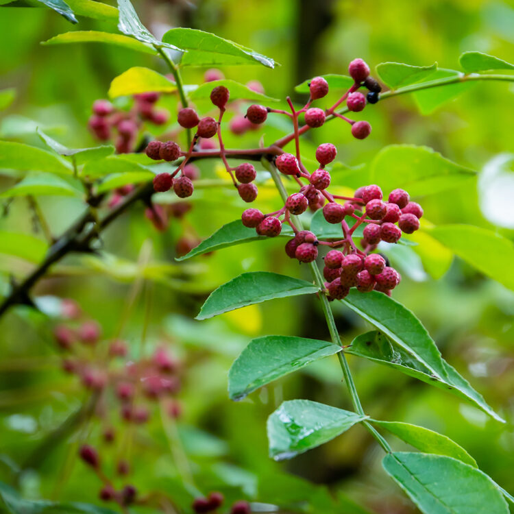 Red berries of Zanthoxylum americanum, Prickly ash a spiny tree with prickly branches. Close-up in natural sunligh. Nature concept for design