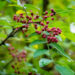 Red berries of Zanthoxylum americanum, Prickly ash a spiny tree with prickly branches. Close-up in natural sunligh. Nature concept for design