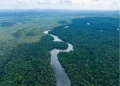 A section of Guyana’s lush rainforest
