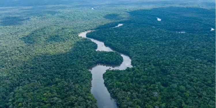 A section of Guyana’s lush rainforest