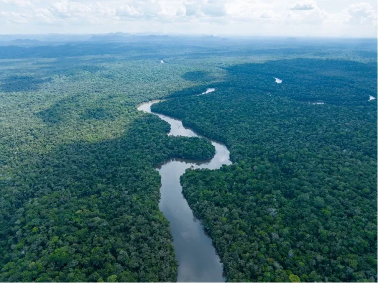 A section of Guyana’s lush rainforest