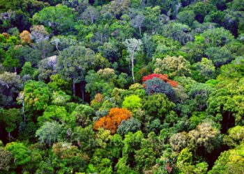 Guyana Amazon (R. Singh Facebook photo)