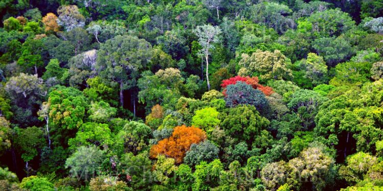 Guyana Amazon (R. Singh Facebook photo)