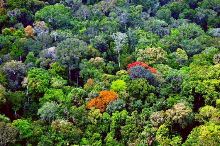 Guyana Amazon (R. Singh Facebook photo)