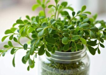 Rosemary